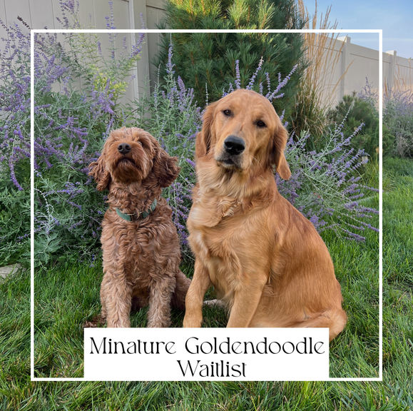 Captain + Peaches Reverse F1b Minidoodles/ Miniature Golden Retrievers