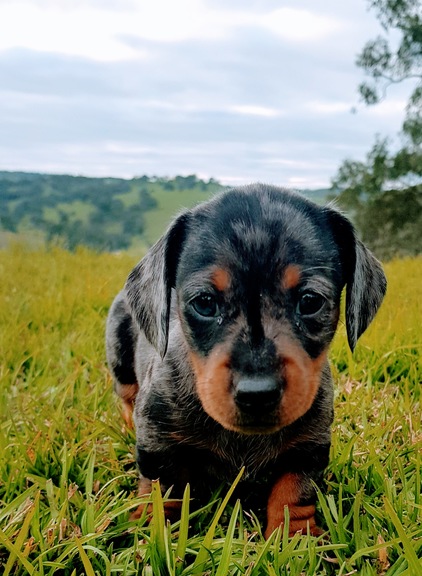 silver dachshund puppies